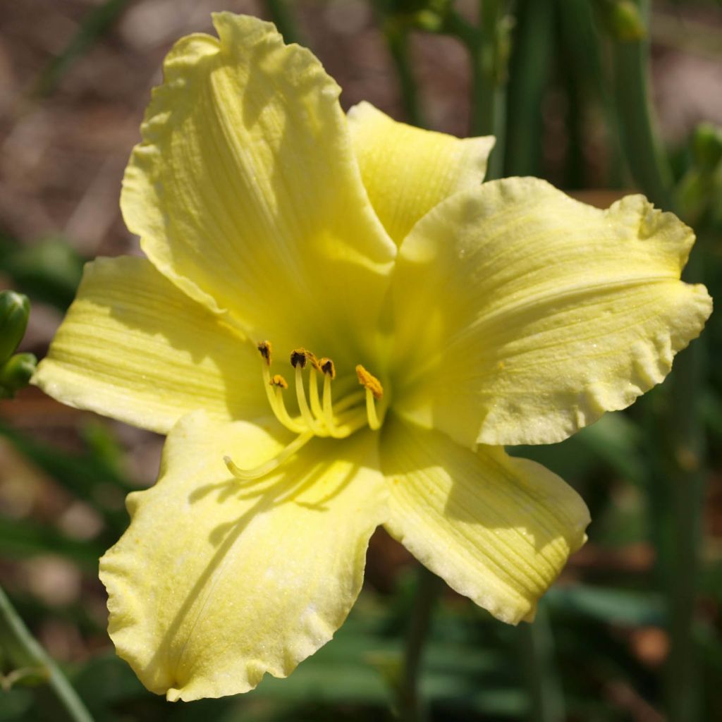 Hemerocallis Alice in Wonderland - Emerocallide