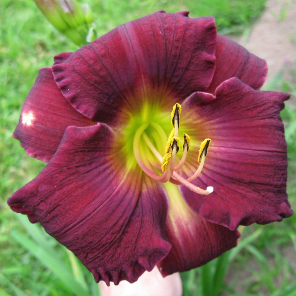 Hemerocallis Bela Lugosi - Emerocallide