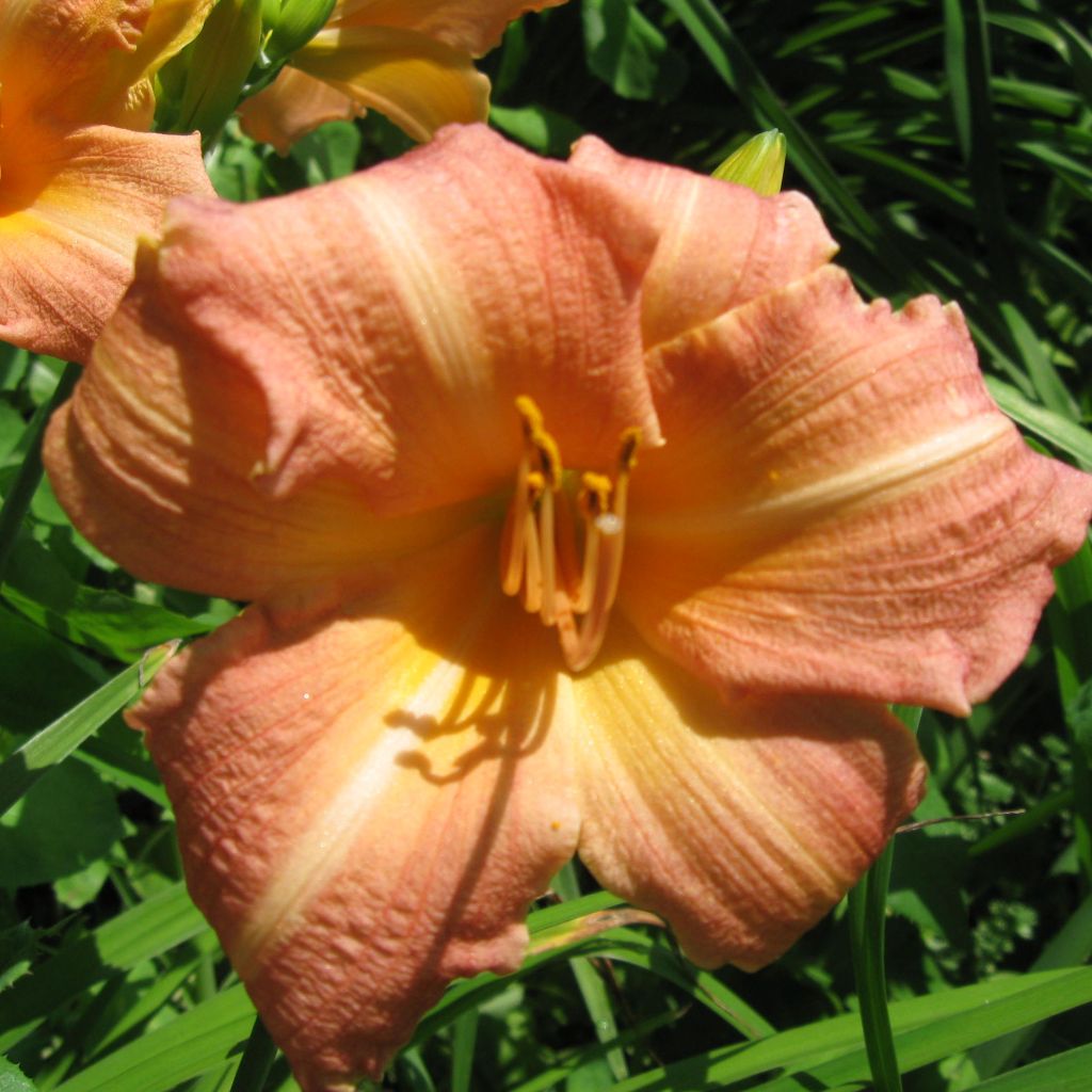 Hemerocallis Children's Festival - Emerocallide