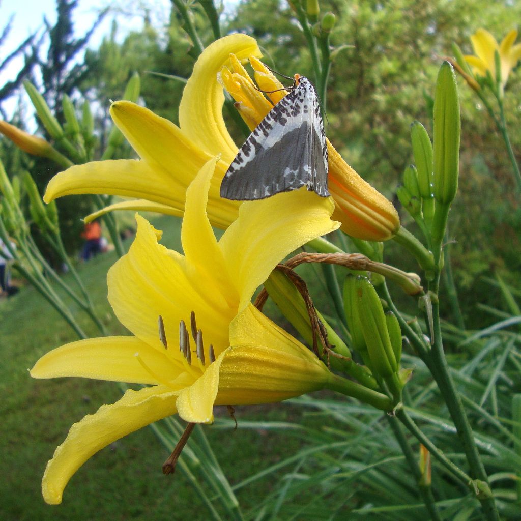 Hemerocallis lilioasphodelus - Giglio dorato