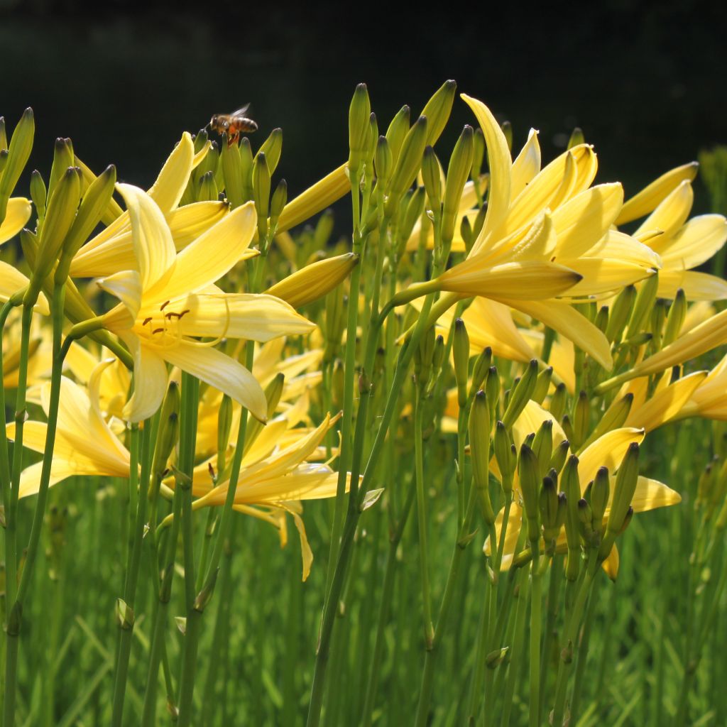 Hemerocallis lilioasphodelus - Giglio dorato