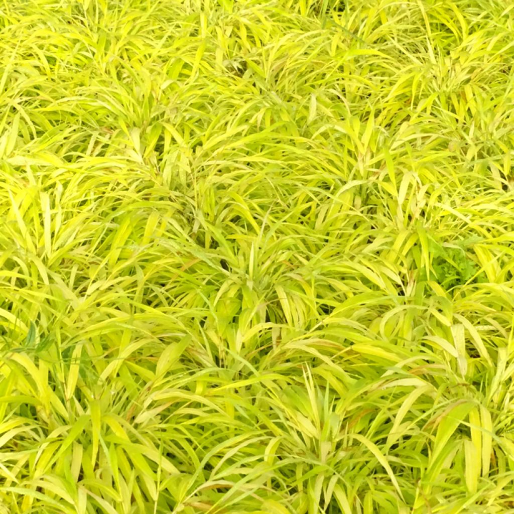 Hakonechloa macra Sunflare - Erba della foresta giapponese