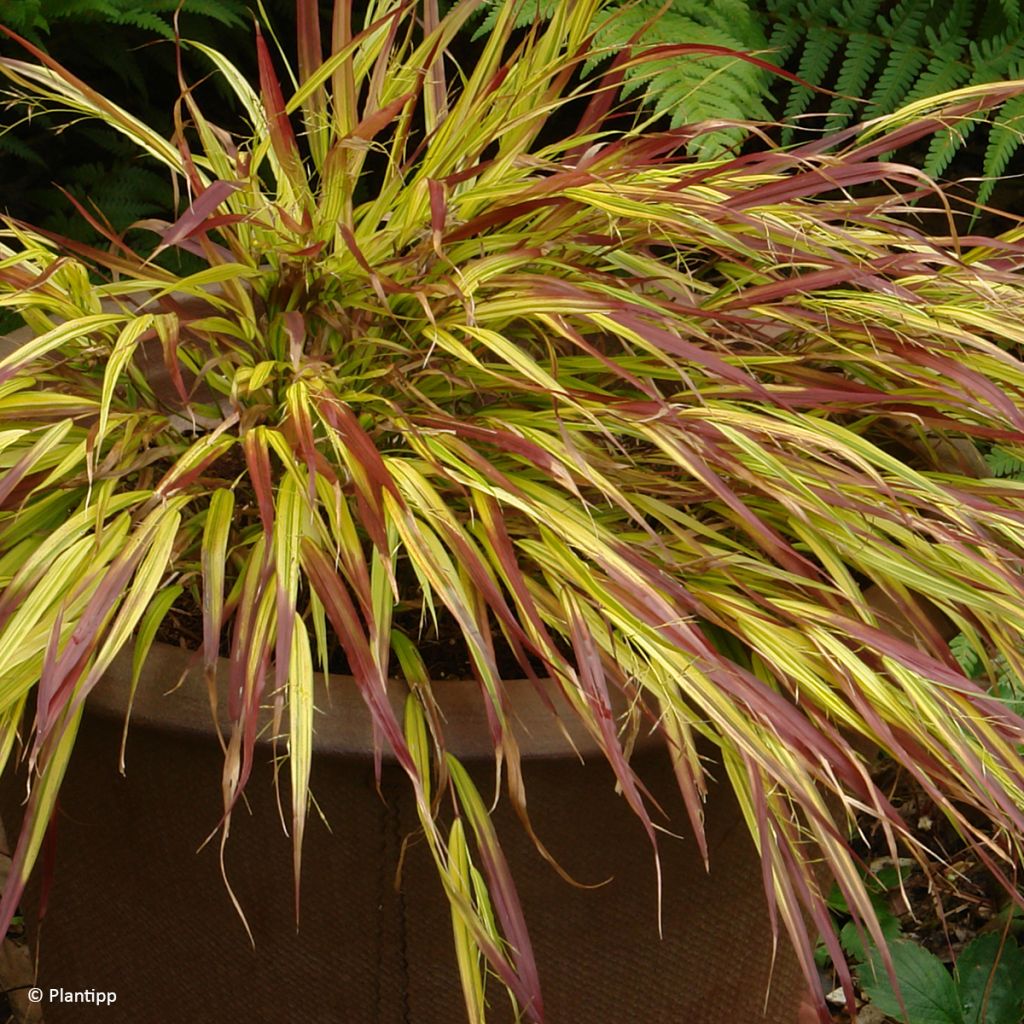 Hakonechloa macra Mulled Wine - Erba della foresta giapponese