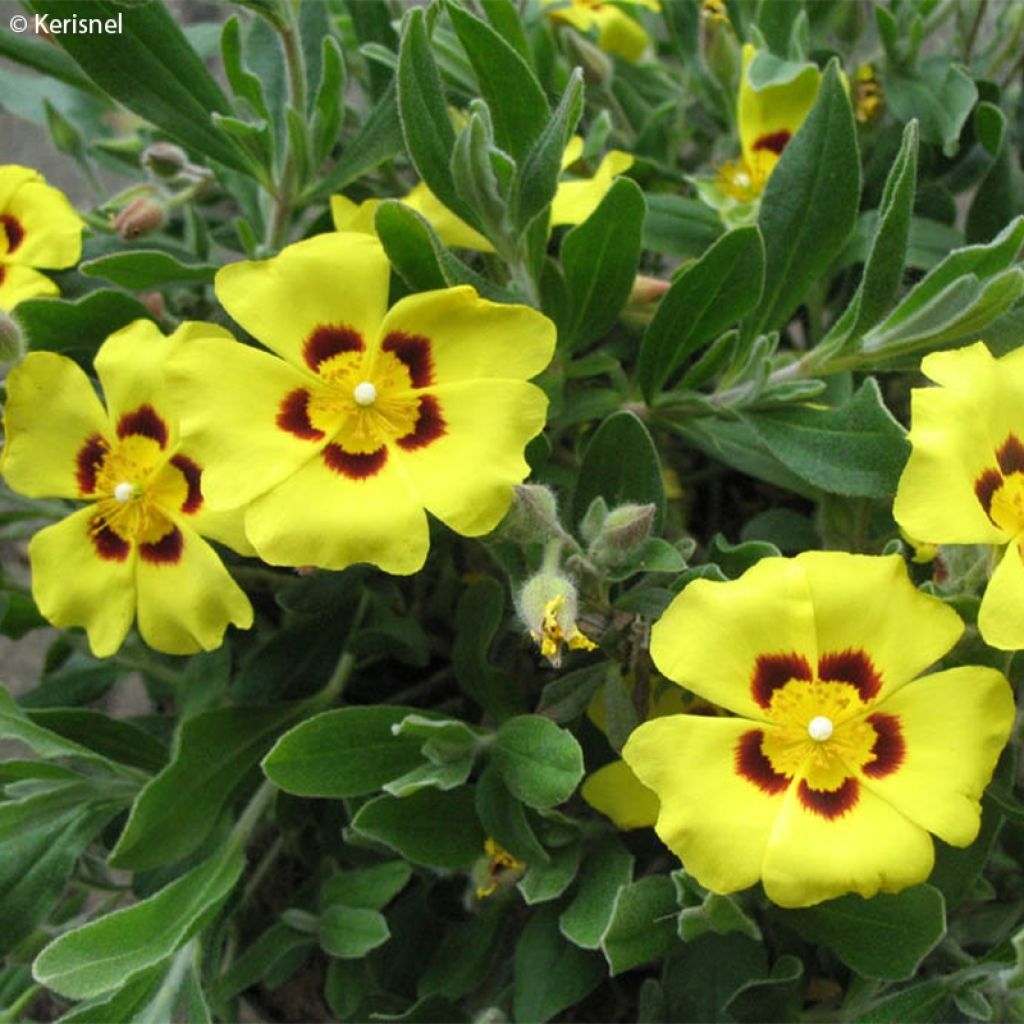 Halimium lasianthum subsp. Formosum