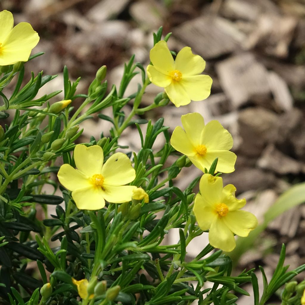 Halimium libanotis April Sun