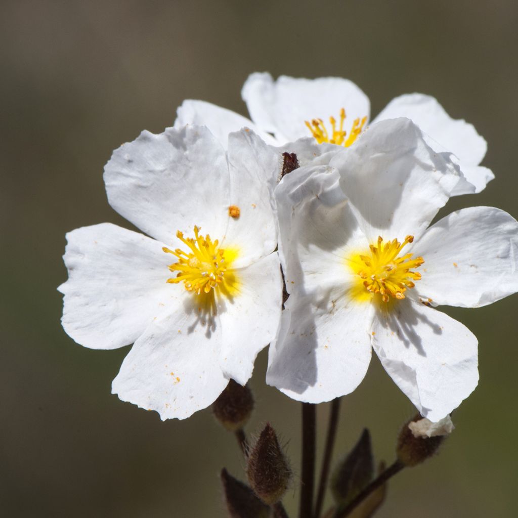 Halimium umbellatum April Snow