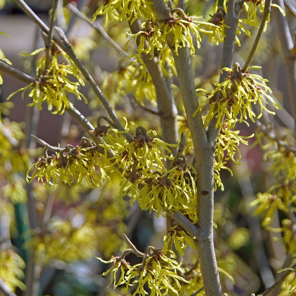 Hamamelis intermedia Arnold Promise - Amamelide