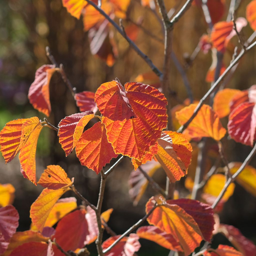 Hamamelis intermedia Ruby Glow - Amamelide