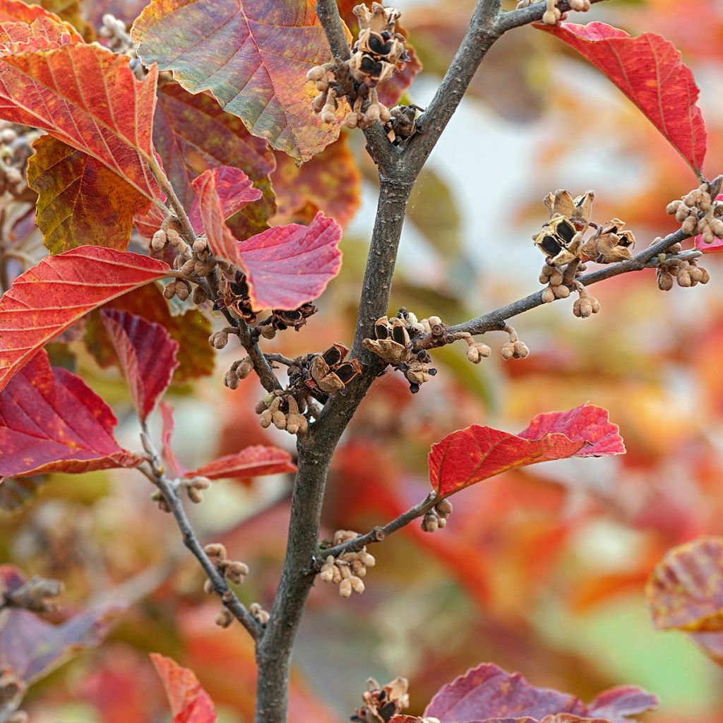 Hamamelis vernalis Amethyst - Amamelide