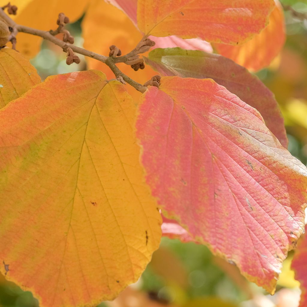 Hamamelis intermedia Feuerzauber - Amamelide