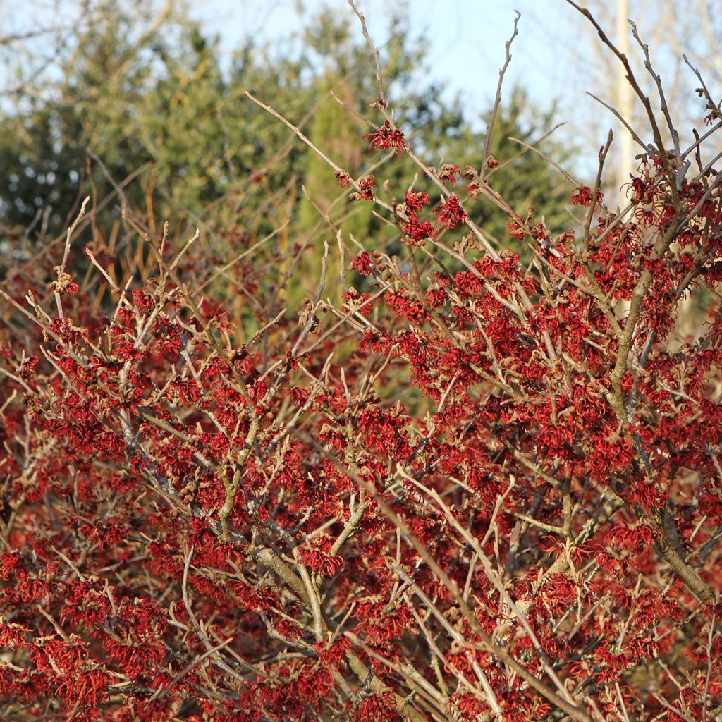 Hamamelis intermedia Rubin - Amamelide
