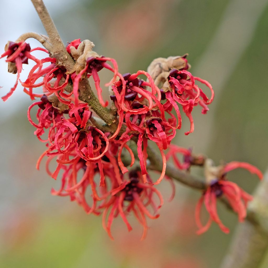 Hamamelis intermedia Rubin - Amamelide