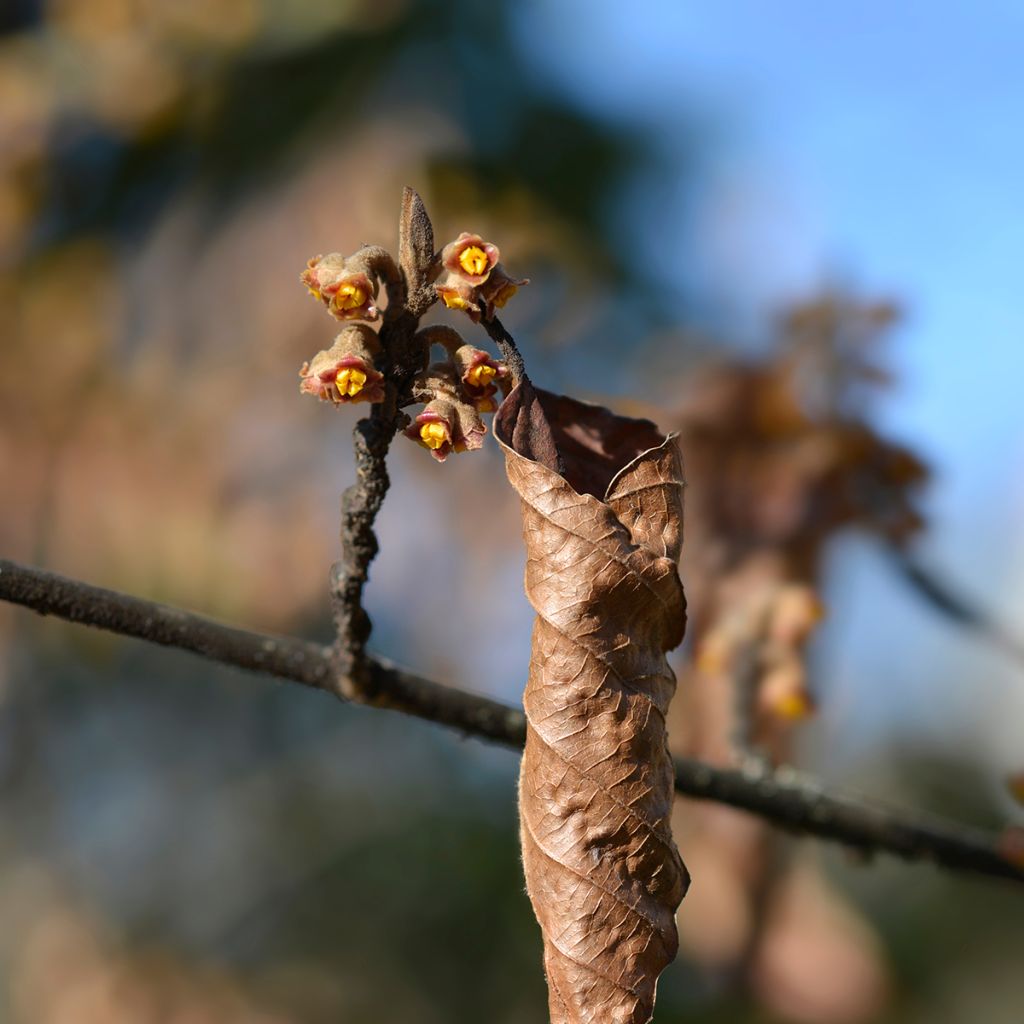 Hamamelis japonica Zuccariniana - Amamelide