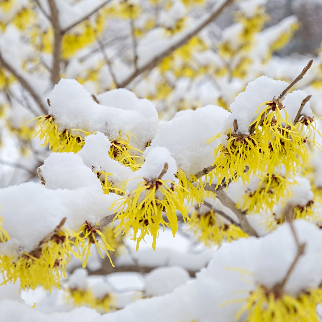 Hamamelis mollis Pallida - Amamelide cinese