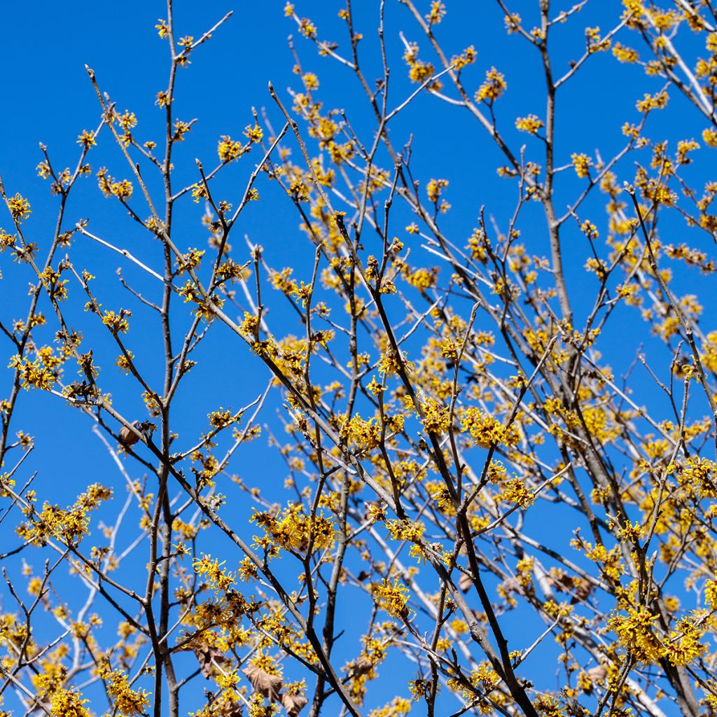 Hamamelis mollis Pallida - Amamelide cinese