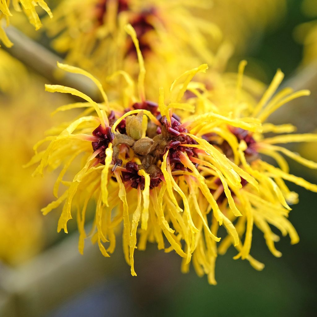Hamamelis intermedia Barmstedt Gold - Amamelide