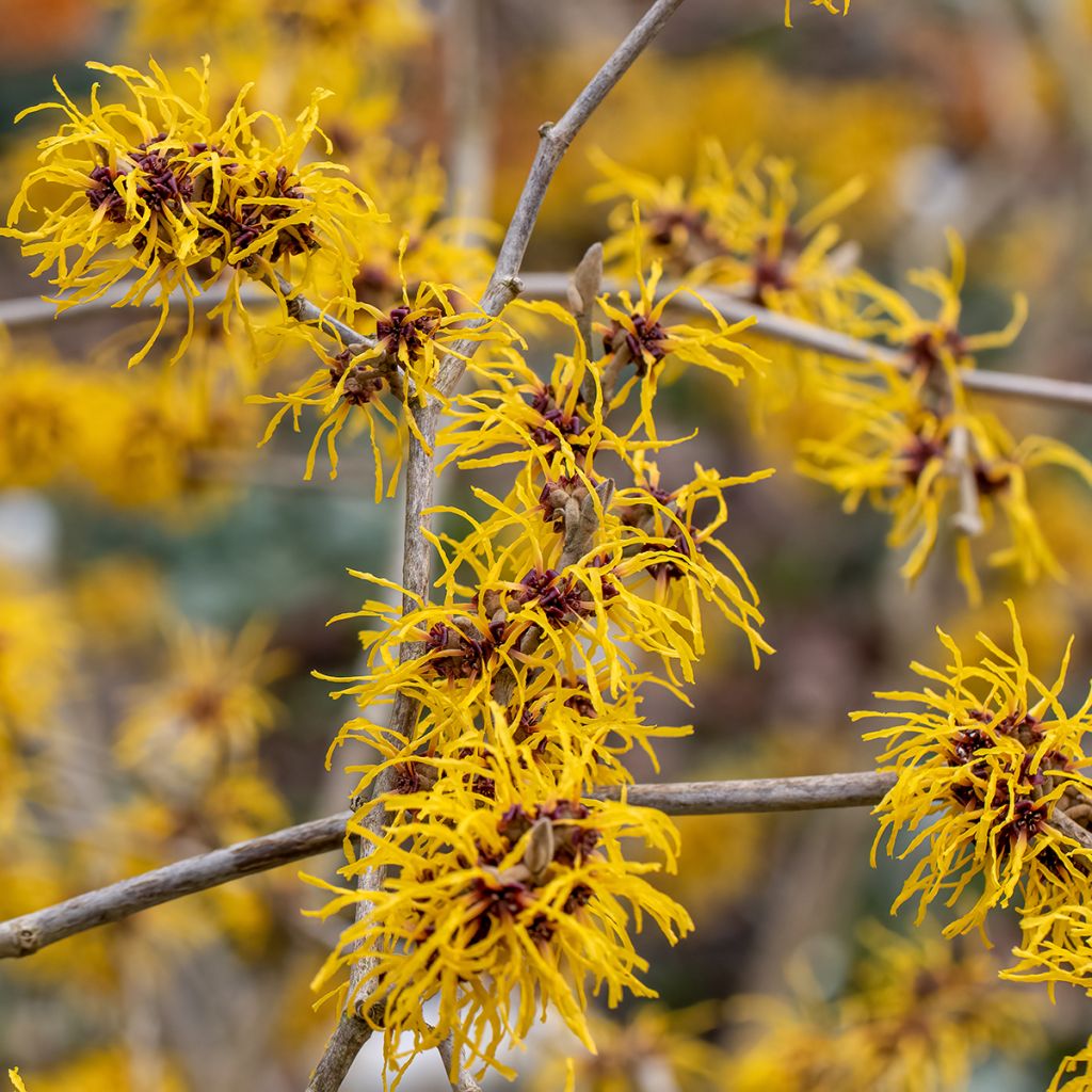 Hamamelis intermedia Barmstedt Gold - Amamelide