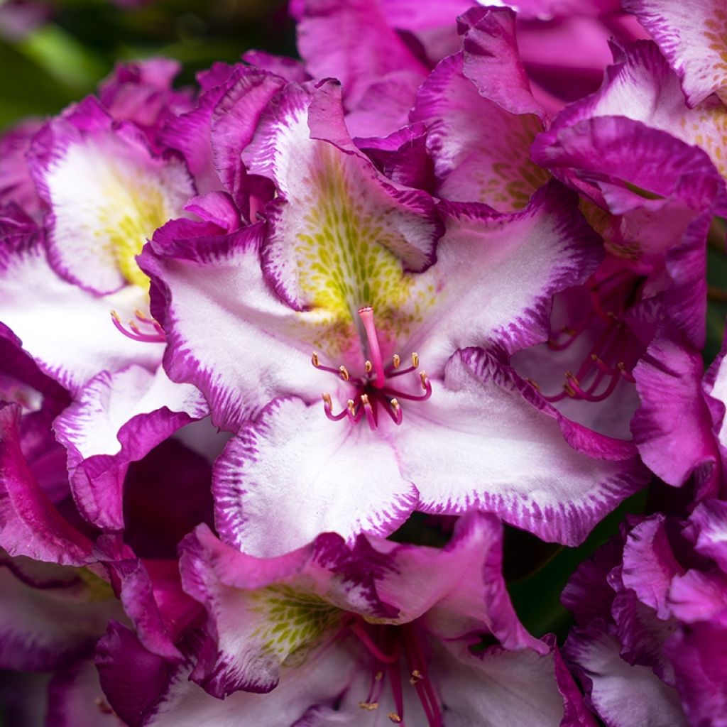 Rhododendron INKARHO Happydendron Pushy Purple