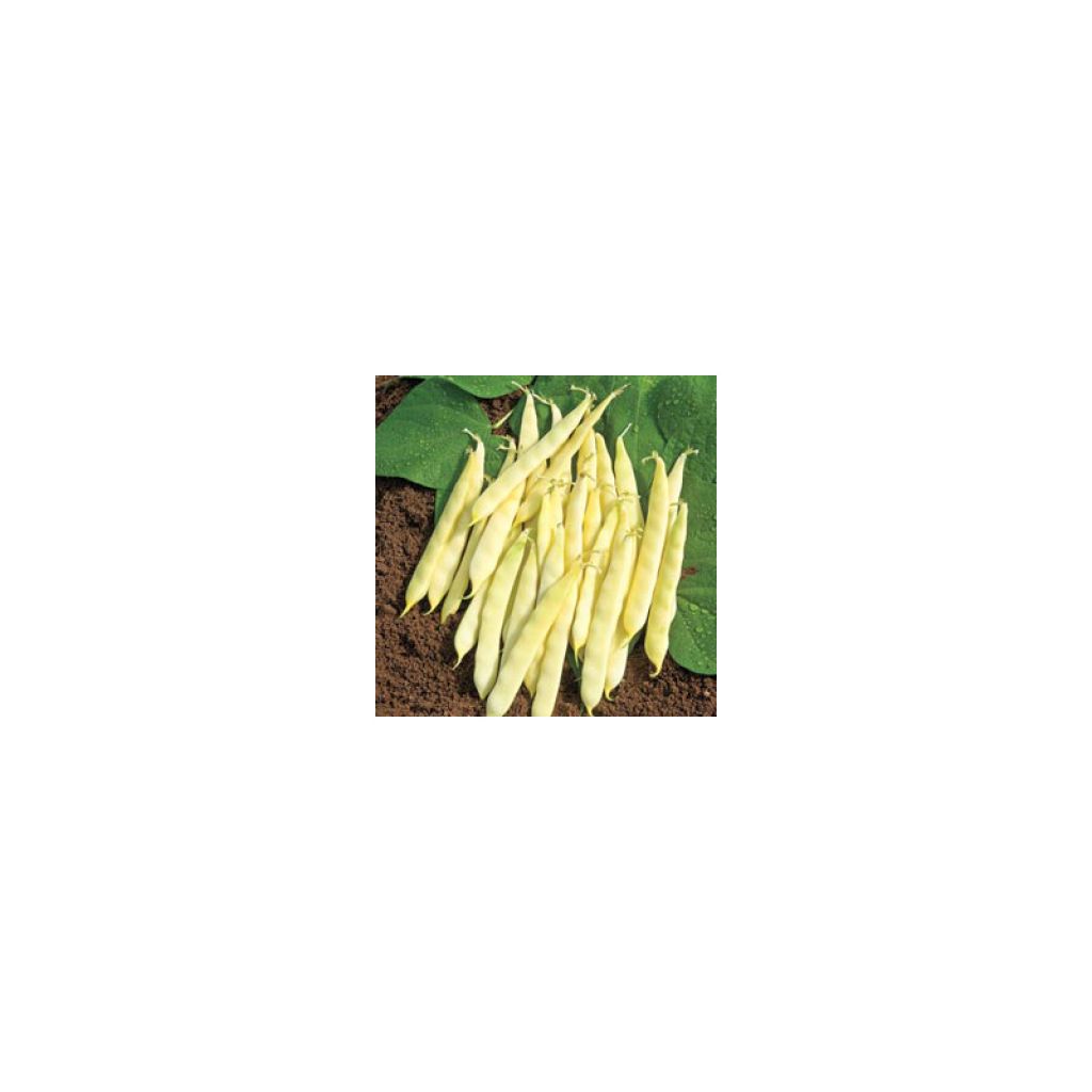 Fagiolo giallo nano Serpedor