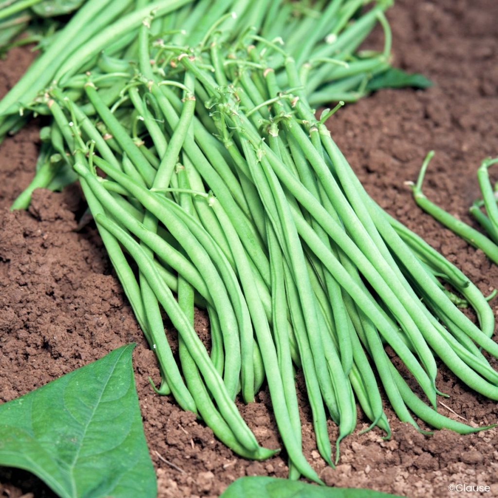 Fagiolo nano mangetout Fleuret