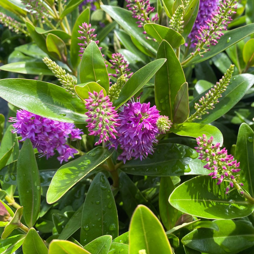 Veronica Linda - Hebe