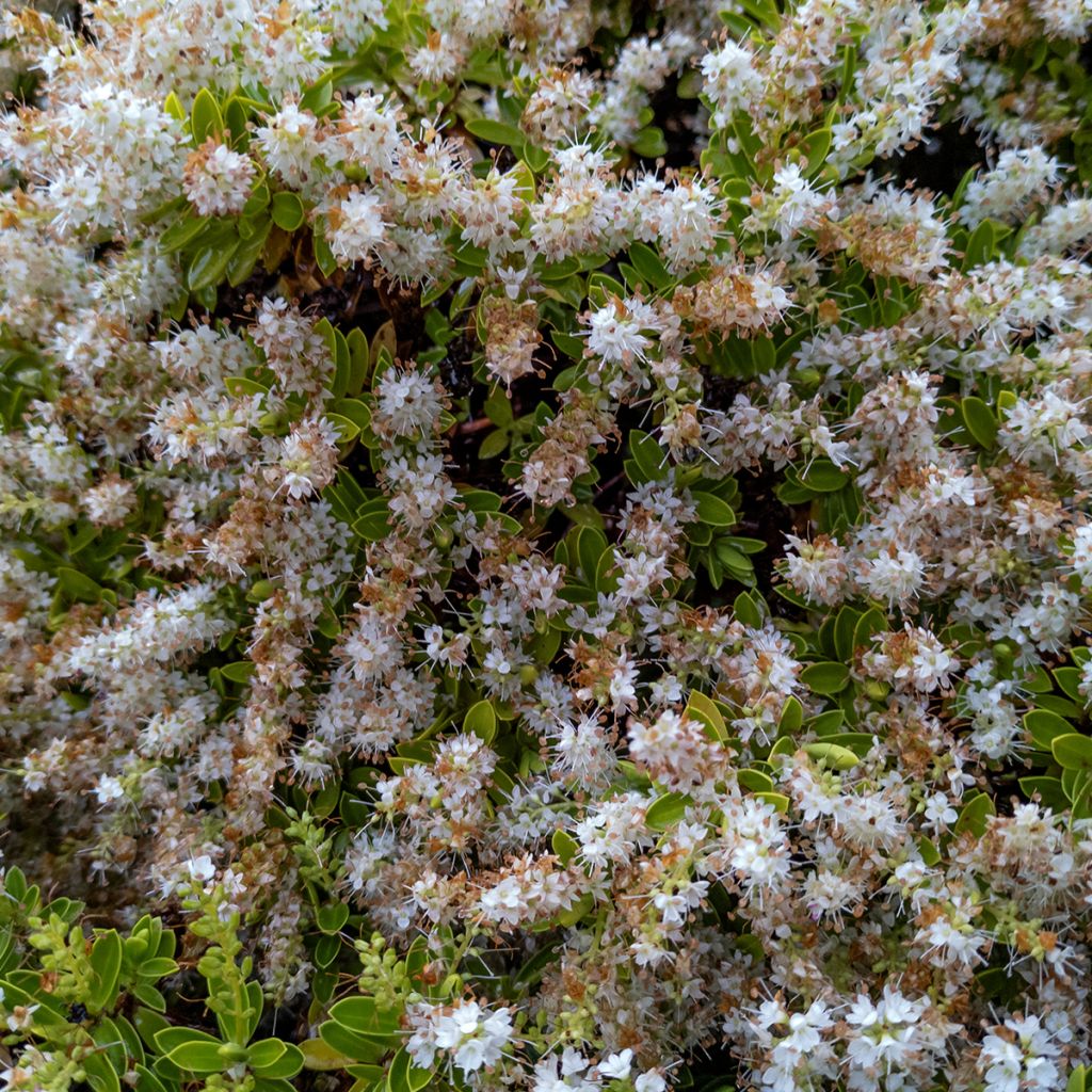 Hebe pinguifolia Sutherlandii - Veronica