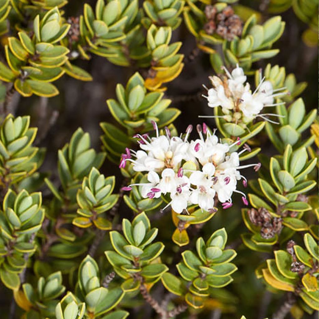 Hebe topiaria - Veronica