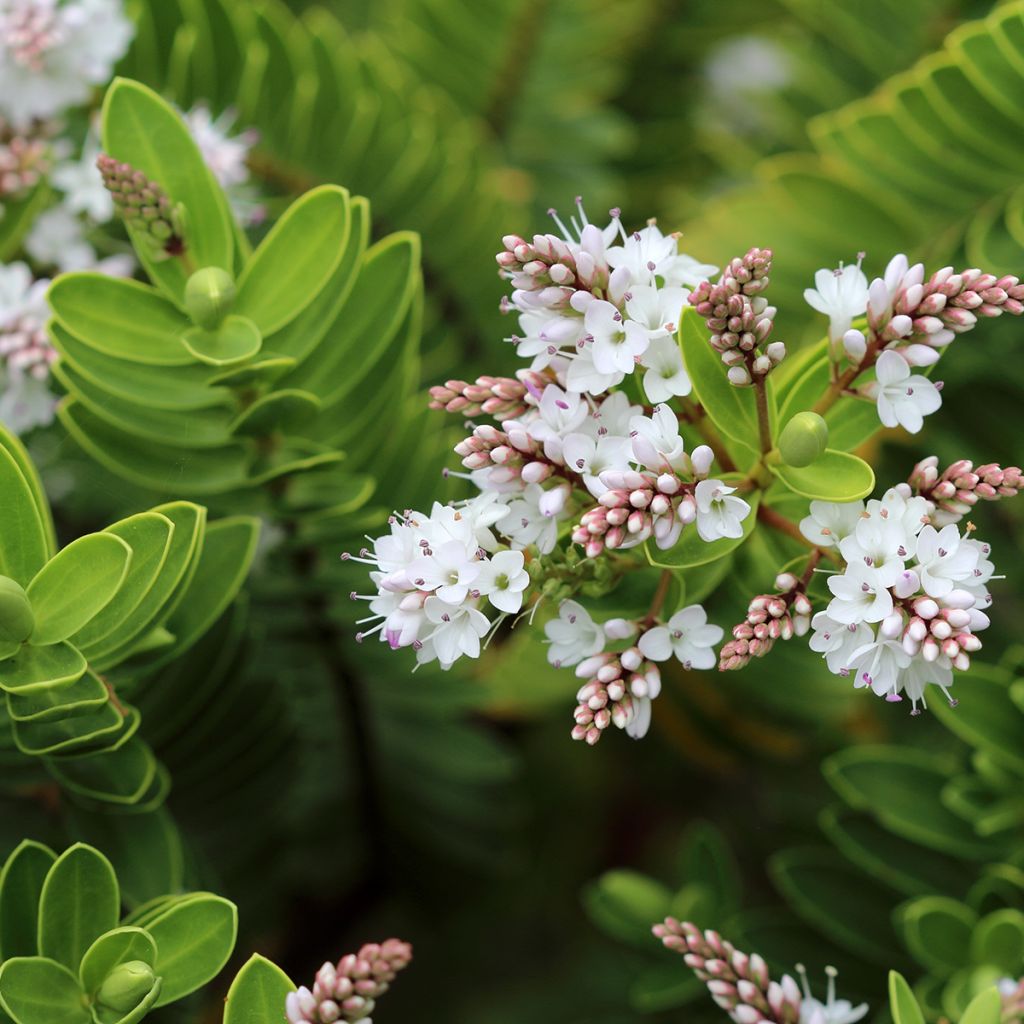 Hebe vernicosa - Veronica