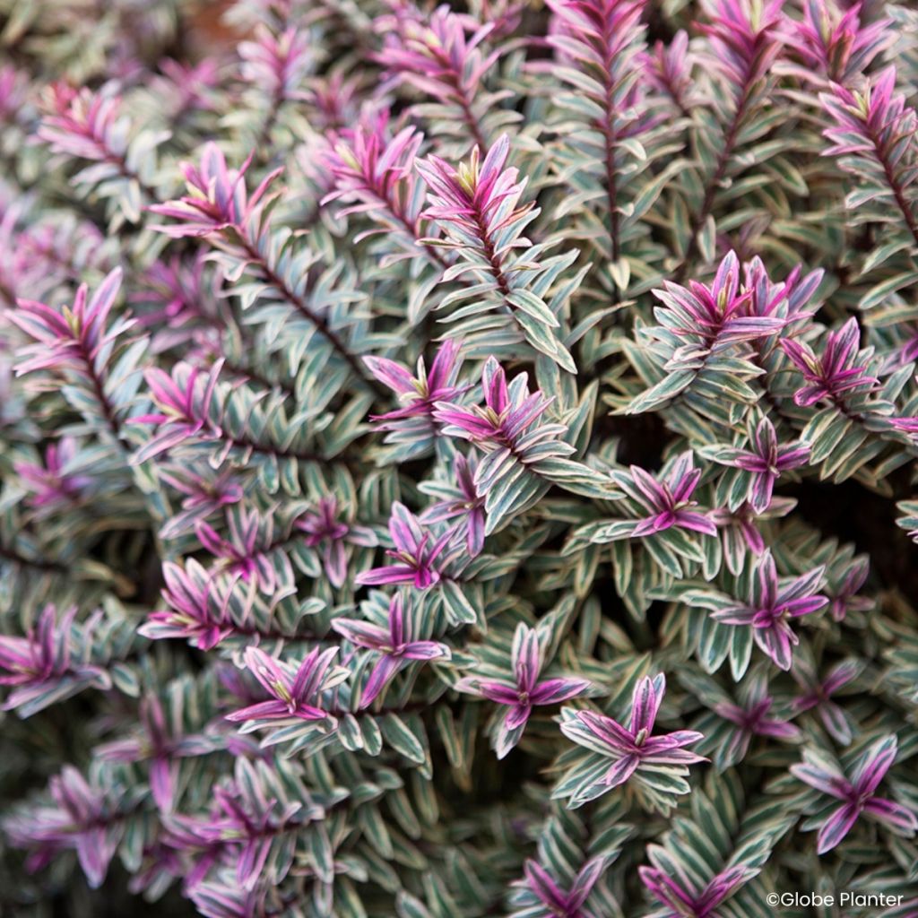 Hebe Magicolors Magic Summer - Veronica