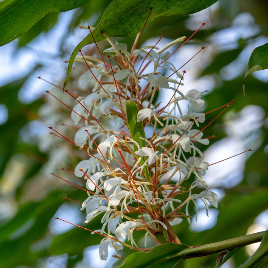 Hedychium Dixter (Tresco) - Longose - Gingembre d'ornement