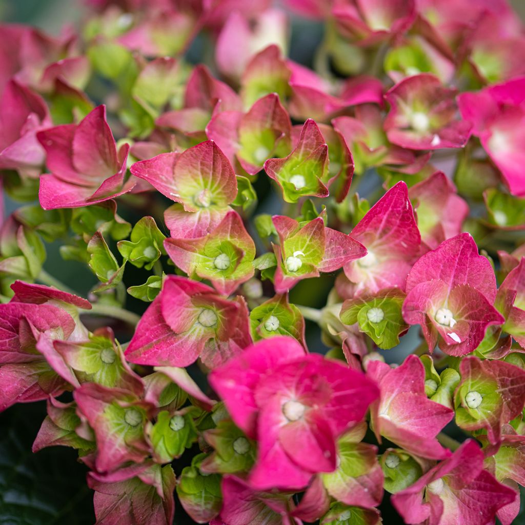 Helenium Ruby Tuesday