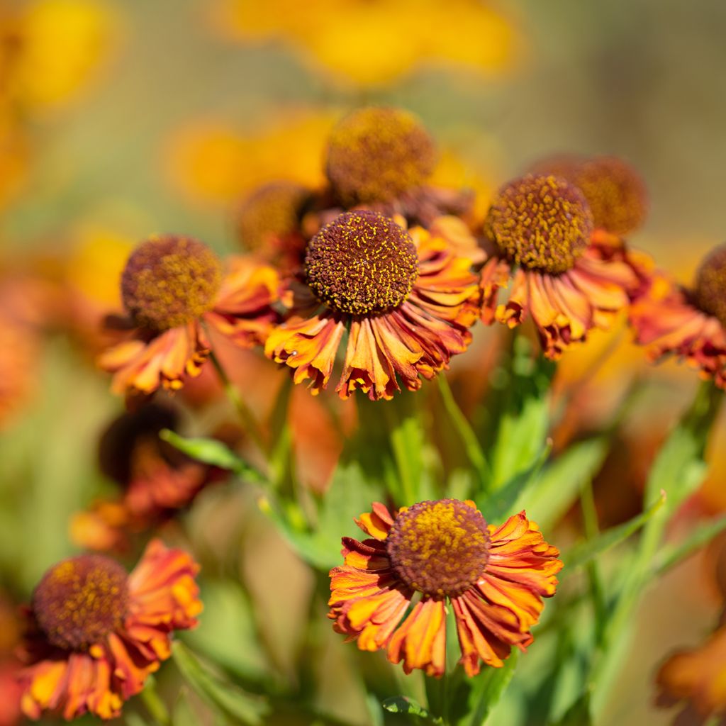 Helenium Sahin's Early Flowerer