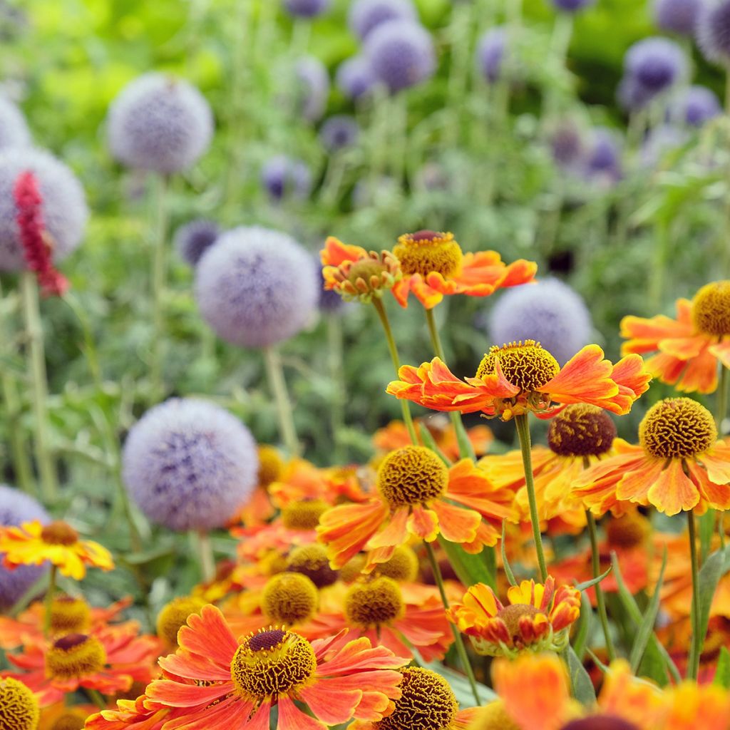 Helenium Sahin's Early Flowerer