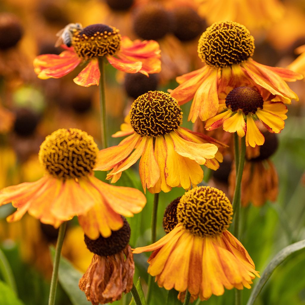 Helenium Sahin's Early Flowerer