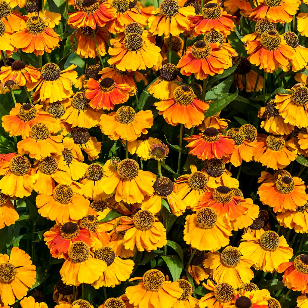 Helenium Sahin's Early Flowerer