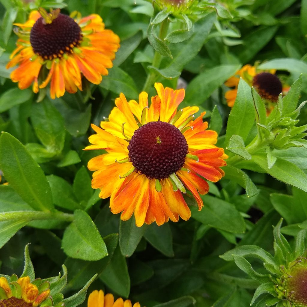 Helenium Short' n'Sassy