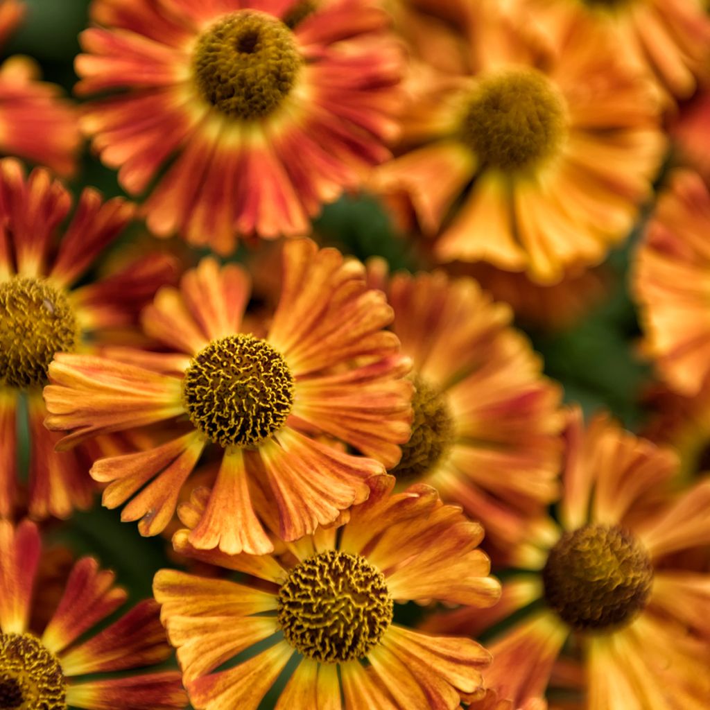 Helenium Short' n'Sassy