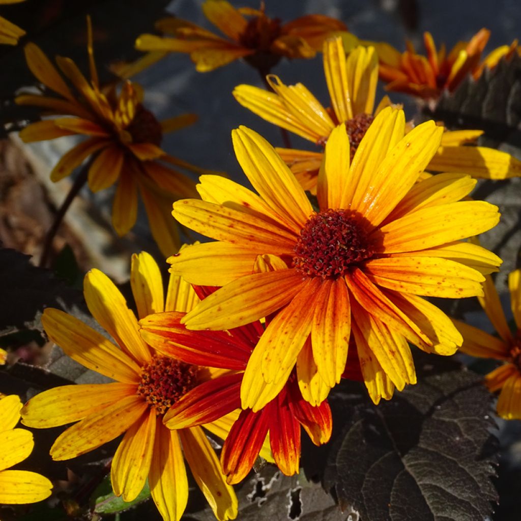 Helenium Strawberry Sundae