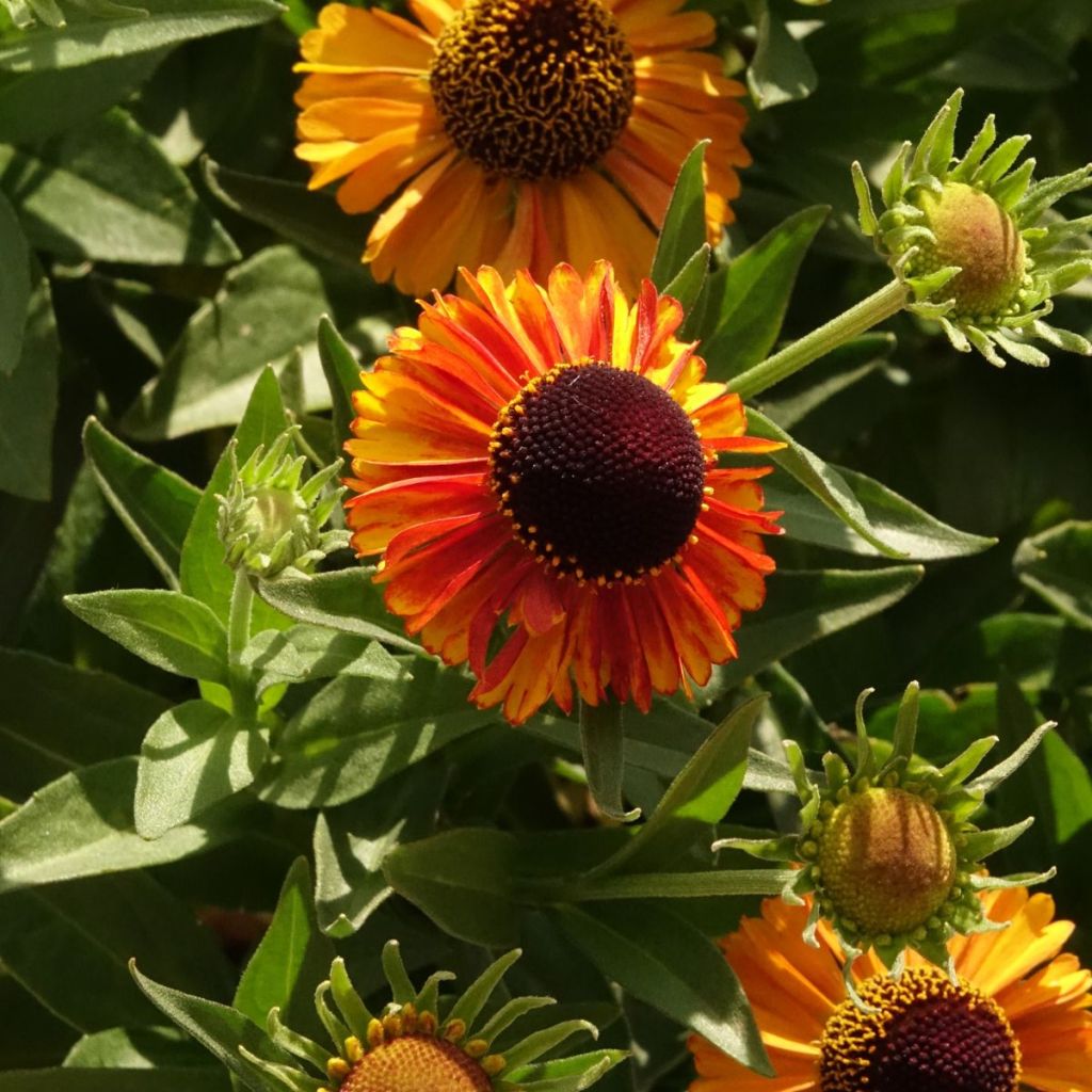 Helenium Short' n'Sassy