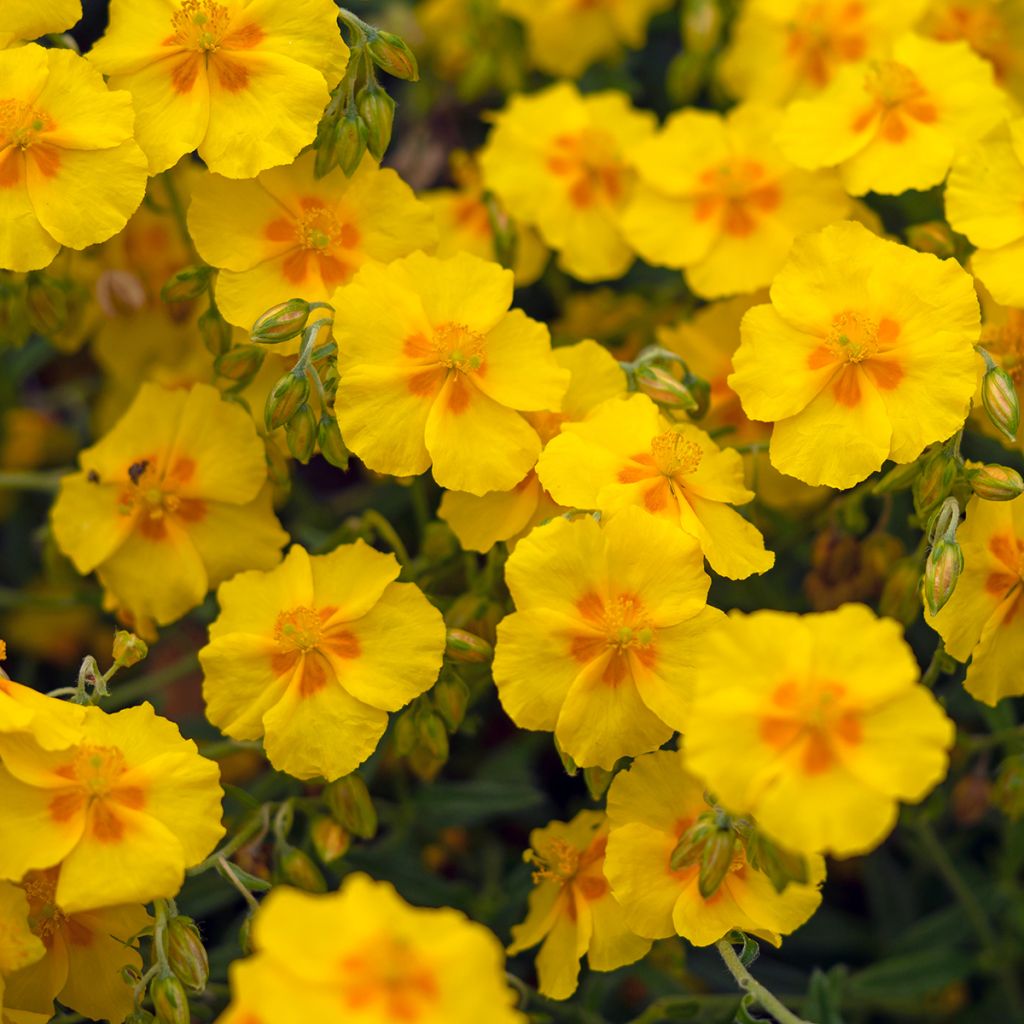 Helianthemum Ben Fhada - Eliantemo