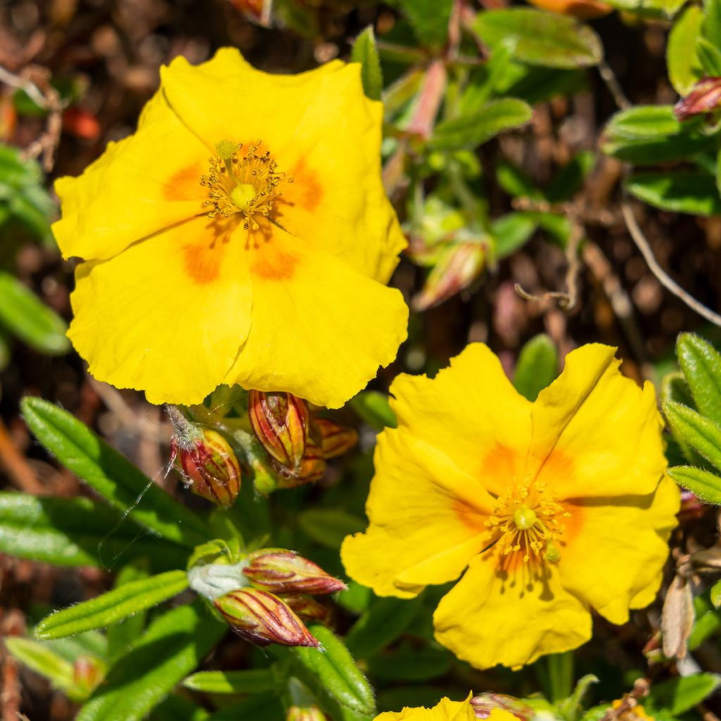 Helianthemum Ben Fhada - Eliantemo
