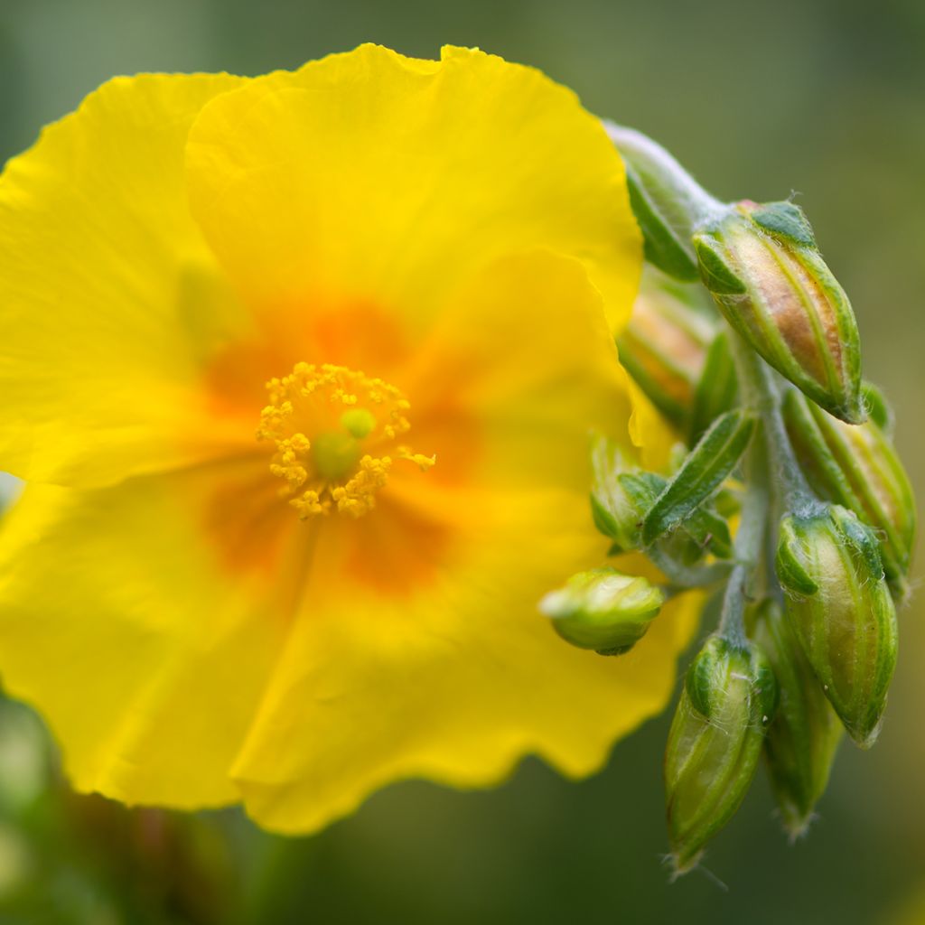 Helianthemum Ben Fhada - Eliantemo