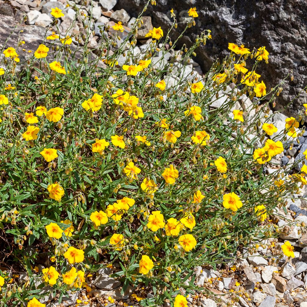Helianthemum Ben Fhada - Eliantemo