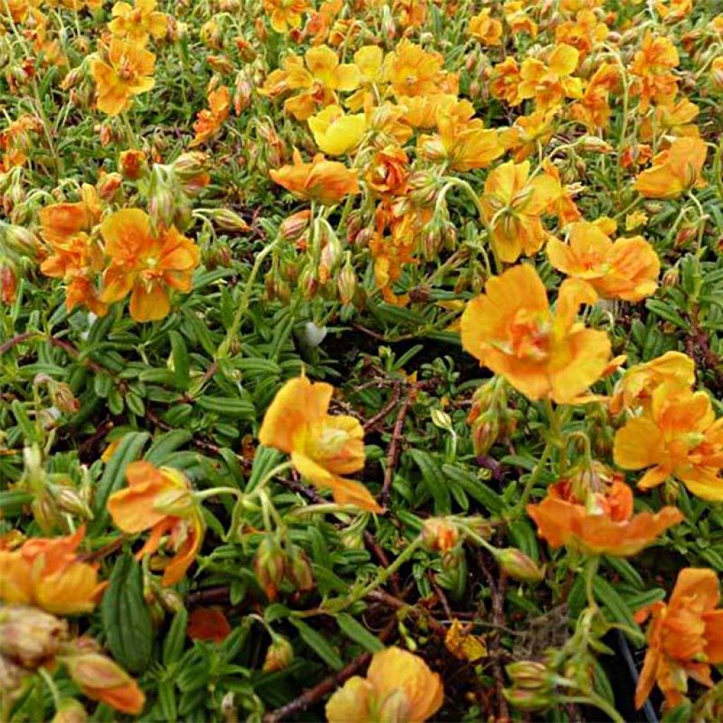Helianthemum Orange Double - Hélianthème