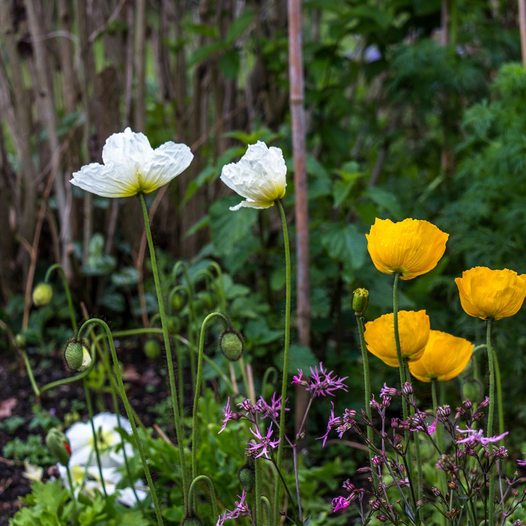 Helianthemum The Bride - Eliantemo