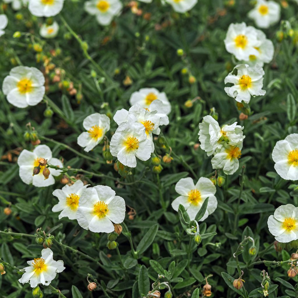 Helianthemum The Bride - Eliantemo