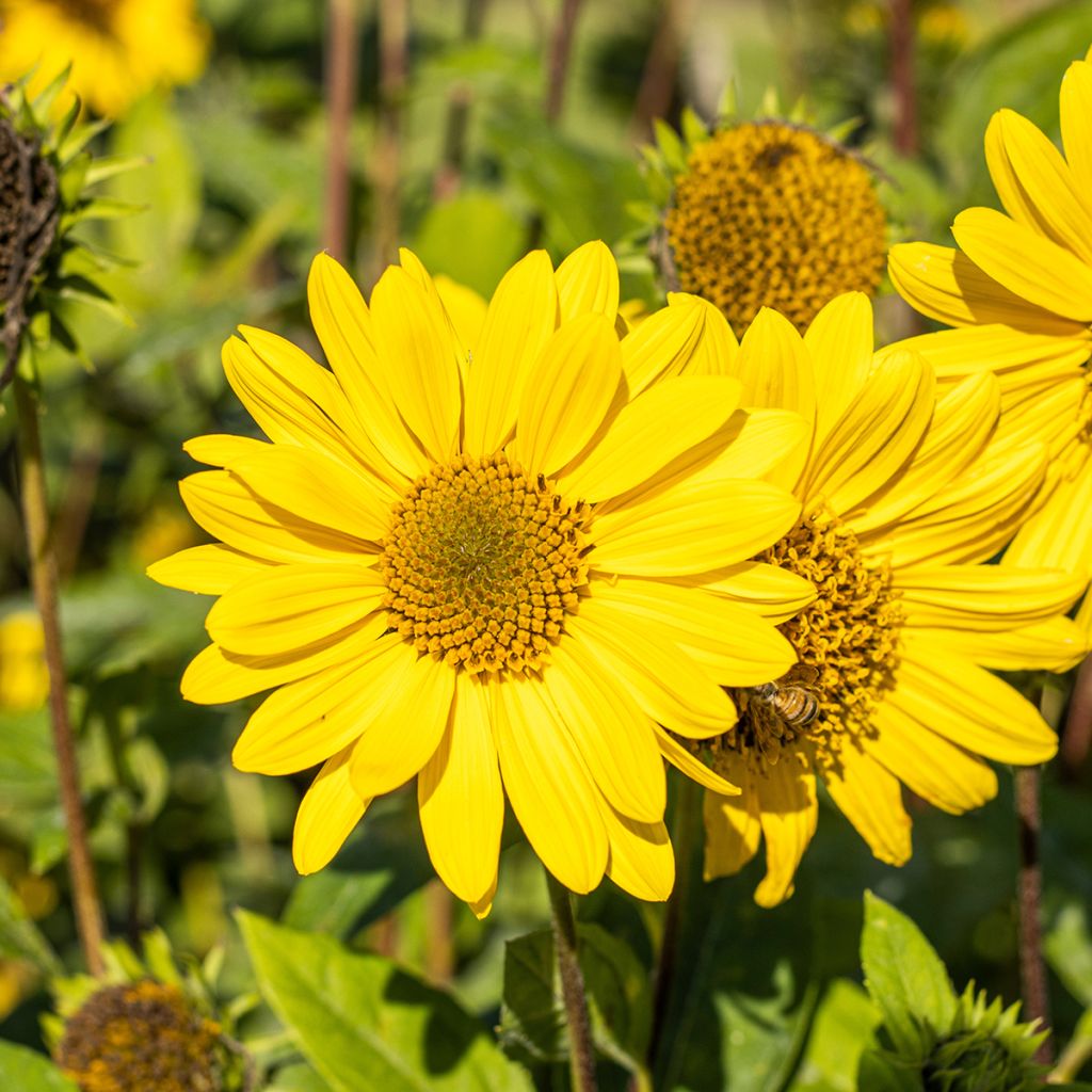 Helianthus decapetalus Capenoch Star - Girasole