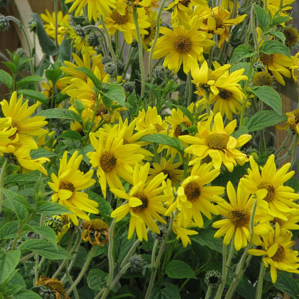 Helianthus mollis - Soleil vivace