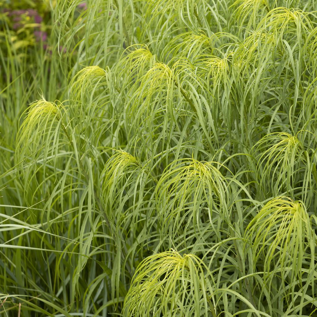 Helianthus salicifolius - Girasole
