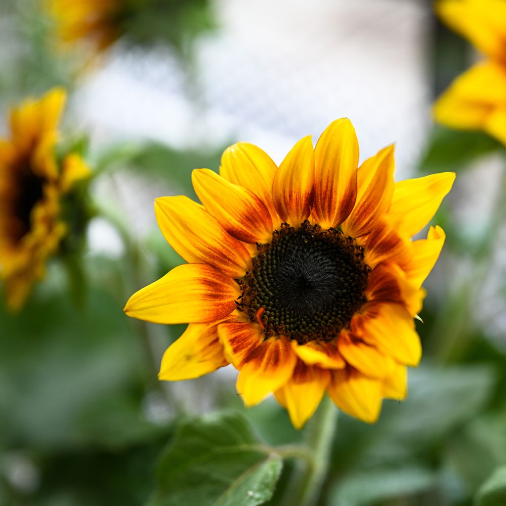 Girasole F1 Helios Flame